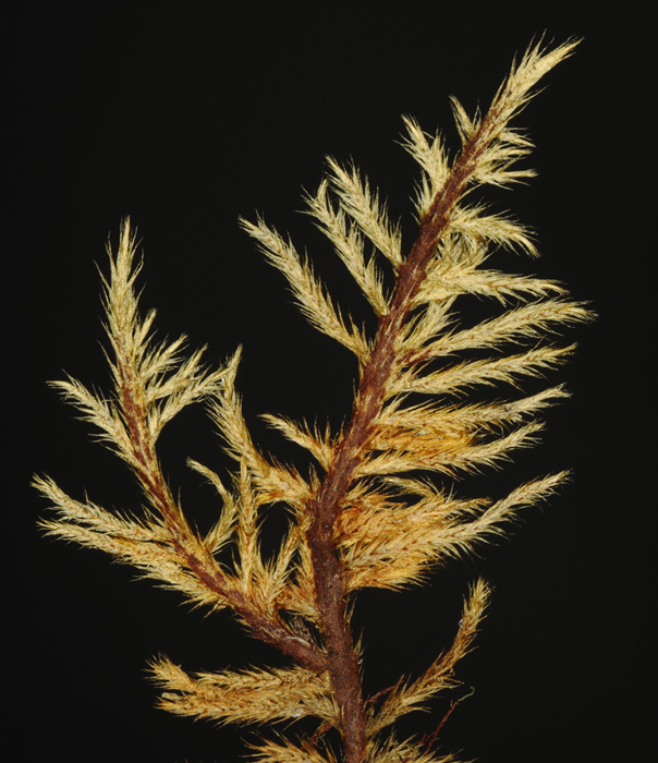 Tomentypnum nitens